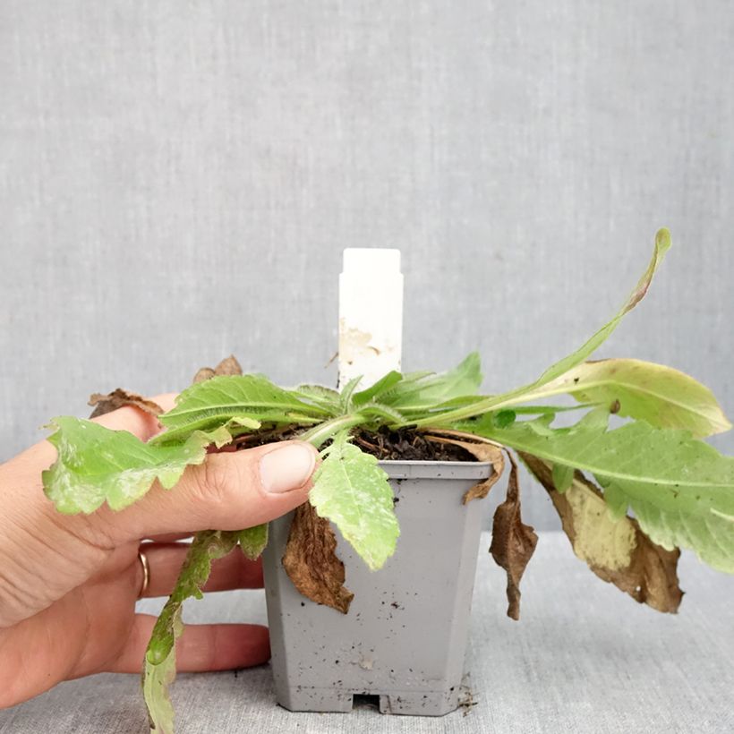 Amostra de Knautia arvensis Vaso de 8/9 cm tal como entregue no outono