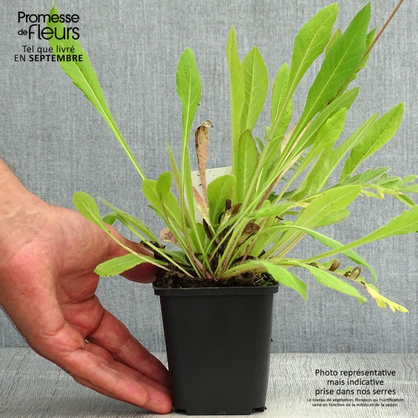 Amostra de Knautia arvensis Vaso de 8/9 cm tal como entregue no verão