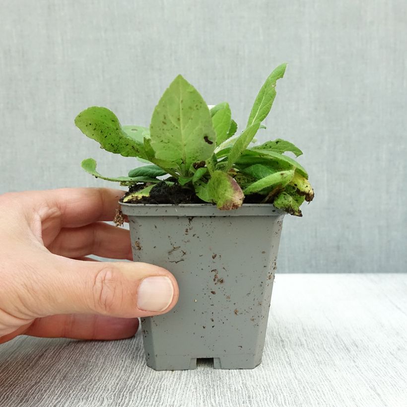 Amostra de Knautia macedonica Mars Midget Vaso de 8/9 cm tal como entregue no outono