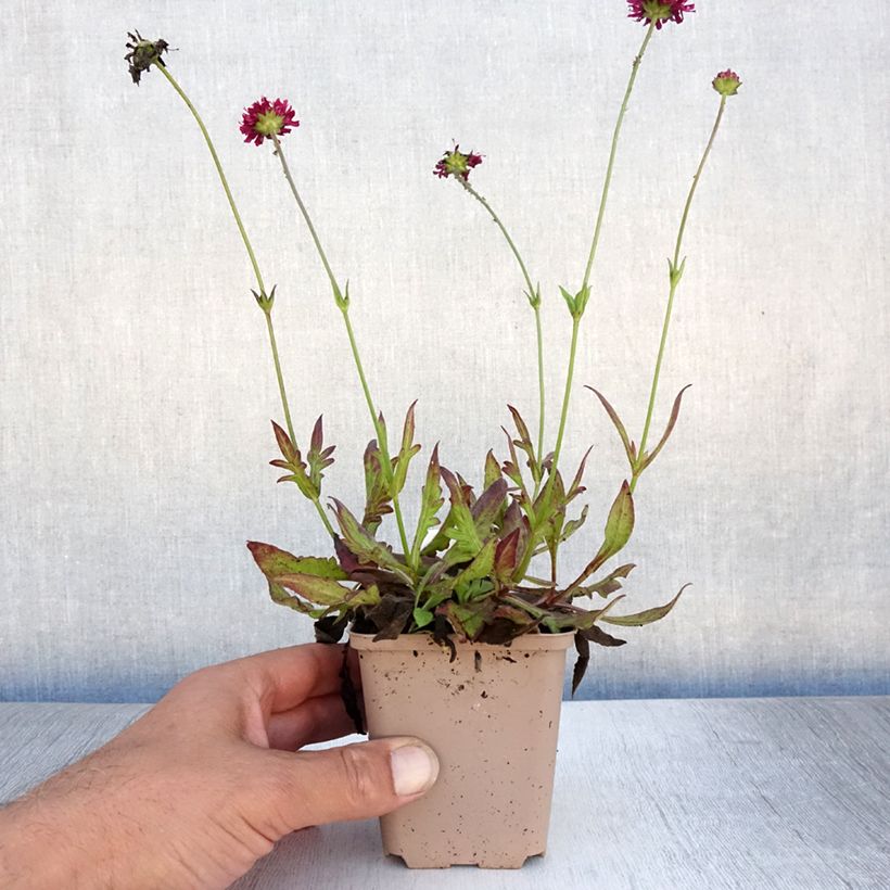 Amostra de Knautia macedonica Mars Midget Vaso de 8/9 cm tal como entregue no verão