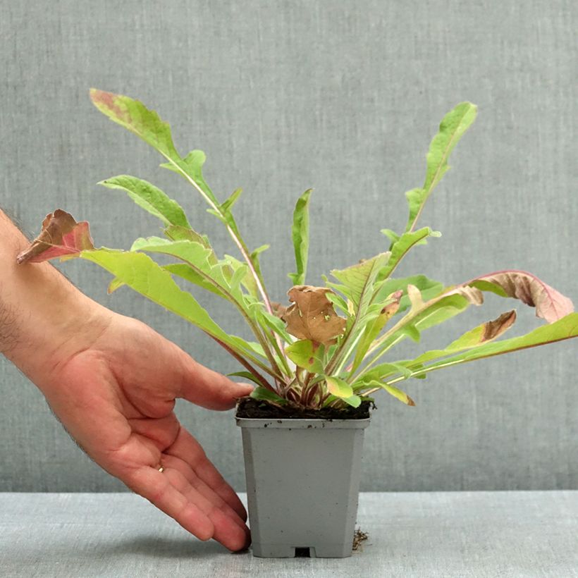 Amostra de Knautia macedonica Melton Pastels Vaso de 8/9 cm tal como entregue no verão