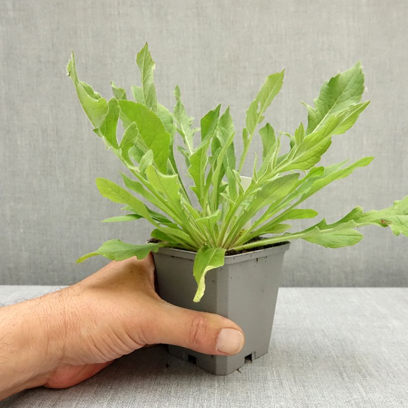 Amostra de Knautia macedonica Melton Pastels Vaso de 8/9 cm tal como entregue na primavera