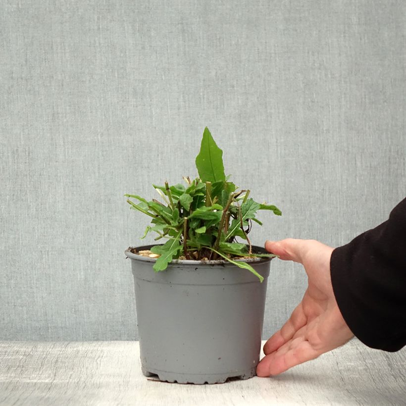 Amostra de Knautia macedonica Vaso de 2 L/3 L tal como entregue no outono