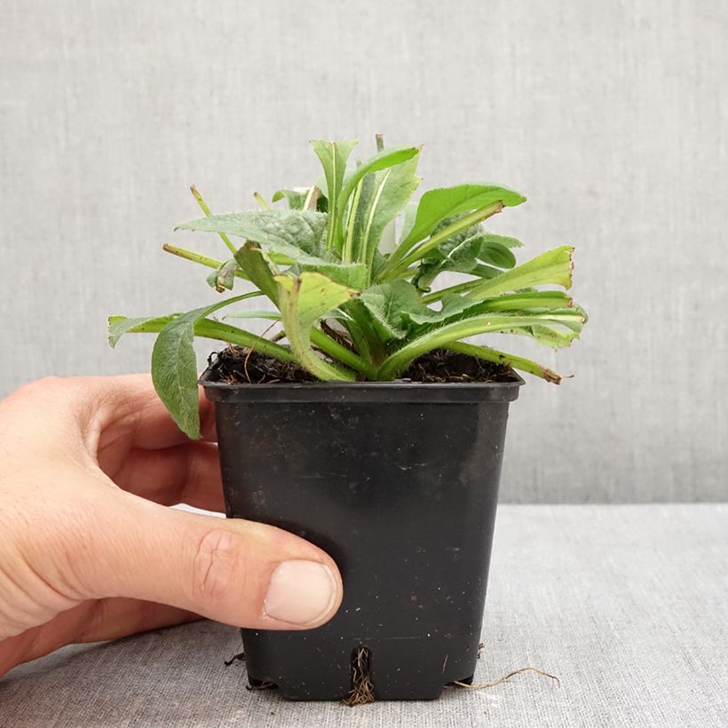 Amostra de Knautia macedonica Red Knight Vaso de 8/9 cm tal como entregue no outono