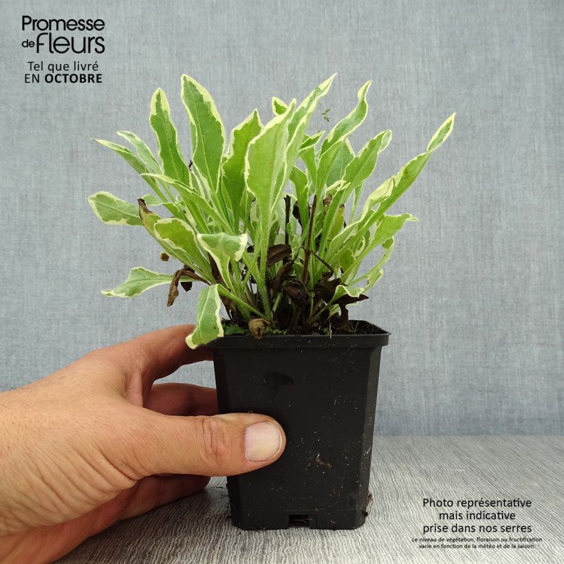 Amostra de Knautia macedonica Thunder and Lightning Vaso de 8/9 cm tal como entregue no outono