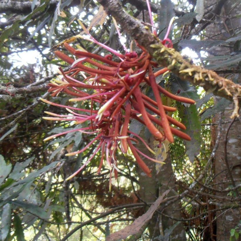 Knightia excelsa (Floração)
