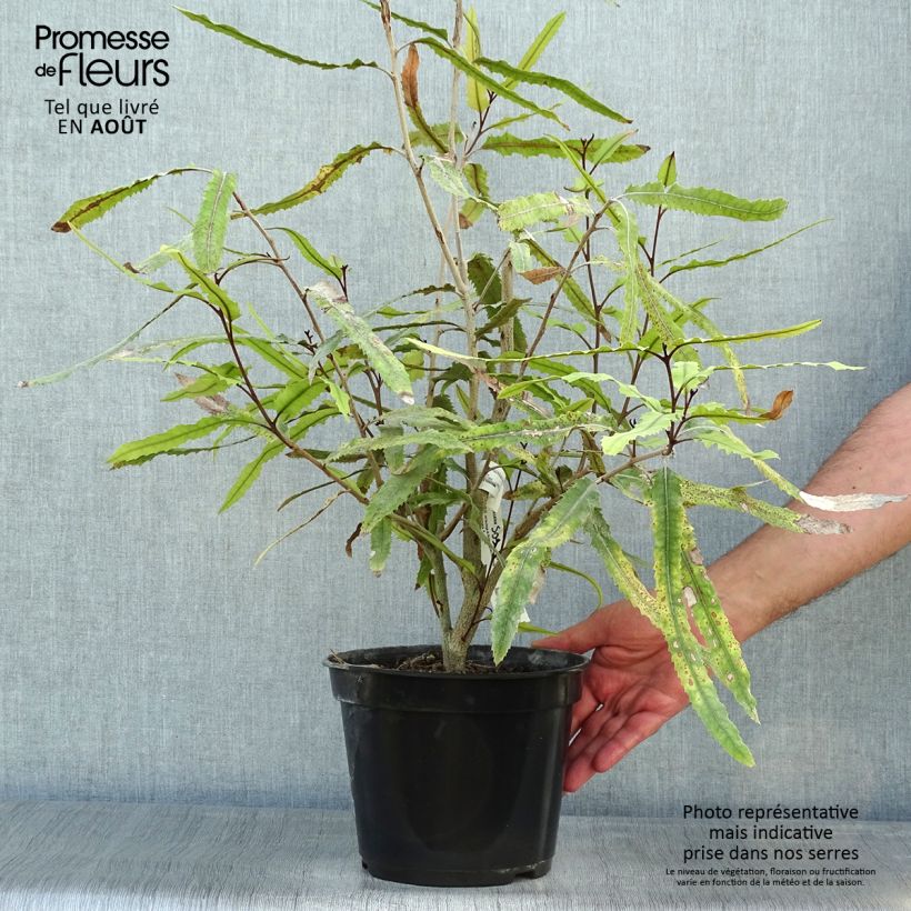 Amostra de Knightia excelsa Vaso de 3 L/4 L tal como entregue no verão