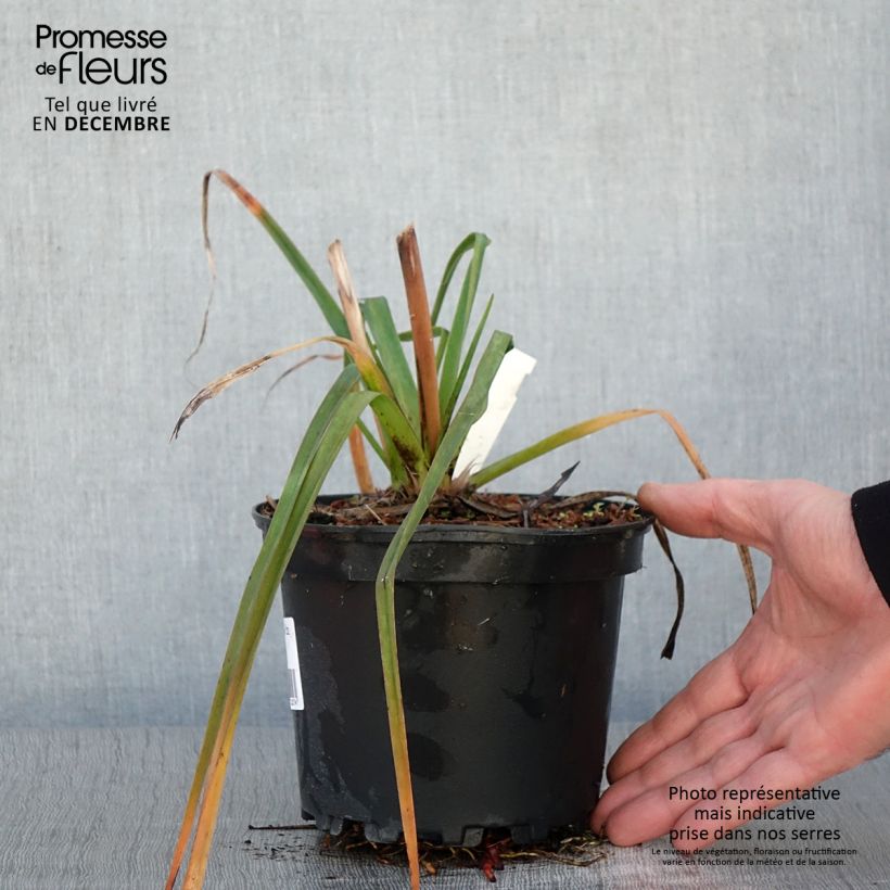 Amostra de Kniphofia Alcazar - Tritoma Alcazar Pot de 2L/3L tal como entregue no outono
