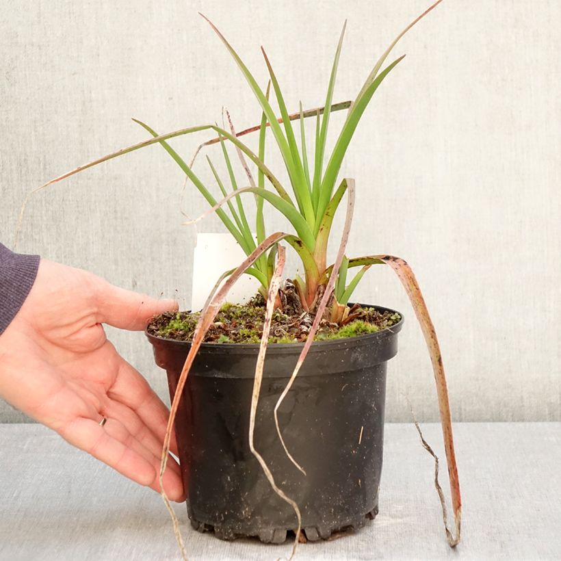 Amostra de Kniphofia Alcazar Vaso de 2 L/3 L tal como entregue na primavera