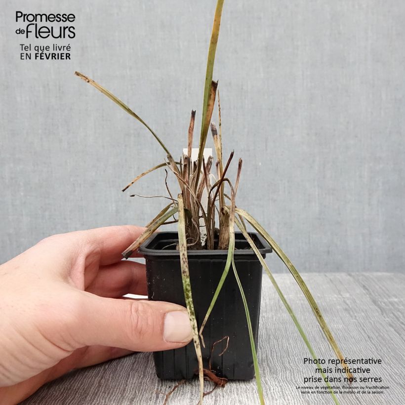 Amostra de Kniphofia Bees Lemon Vaso de 8/9 cm tal como entregue no inverno