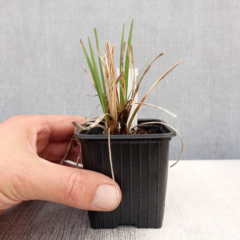 Amostra de Kniphofia Bees Lemon Vaso de 8/9 cm tal como entregue na primavera