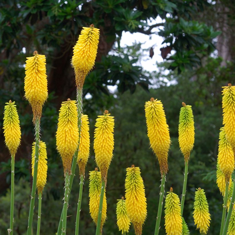 Kniphofia citrina (Floração)