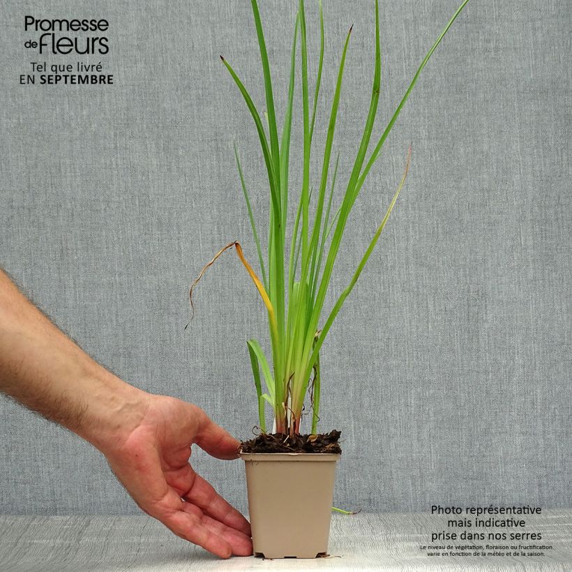 Amostra de Kniphofia citrina Vaso de 8/9 cm tal como entregue no outono