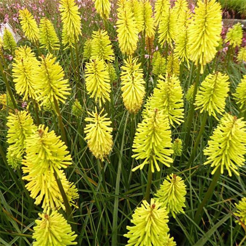 Kniphofia Dorset Sentry (Floração)
