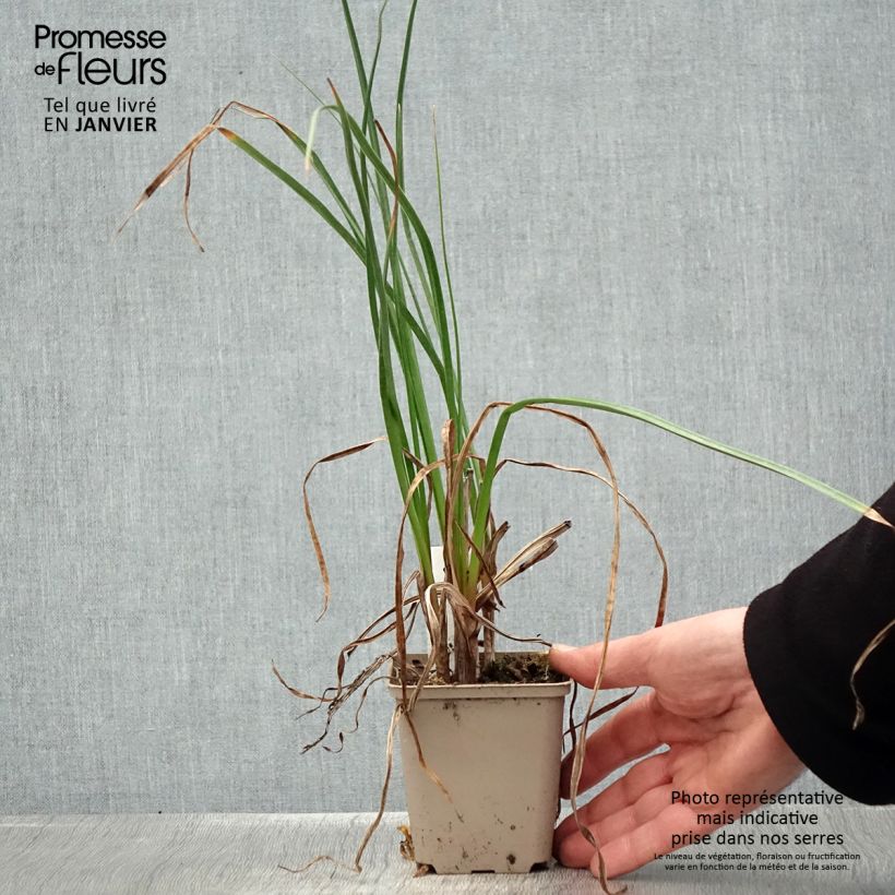 Amostra de Kniphofia Dorset Sentry - Tritoma Vaso de 8/9 cm tal como entregue no inverno