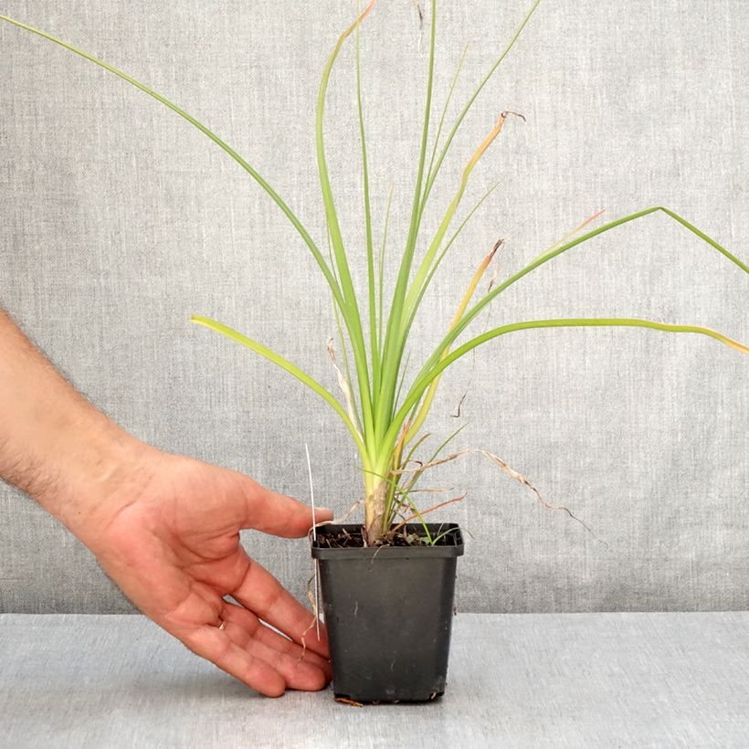 Amostra de Kniphofia Green Jade Vaso de 8/9 cm tal como entregue no verão