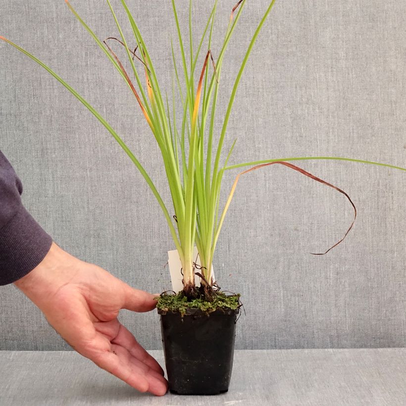 Amostra de Kniphofia Ice Queen Vaso de 8/9 cm tal como entregue no outono