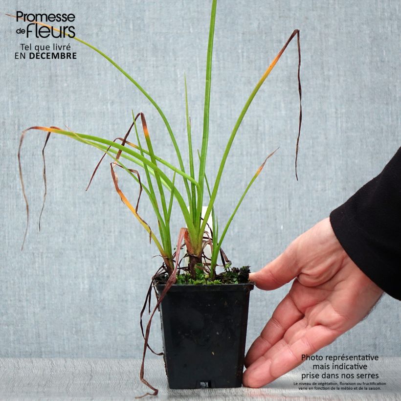 Amostra de Kniphofia Ice Queen Vaso de 8/9 cm tal como entregue no inverno