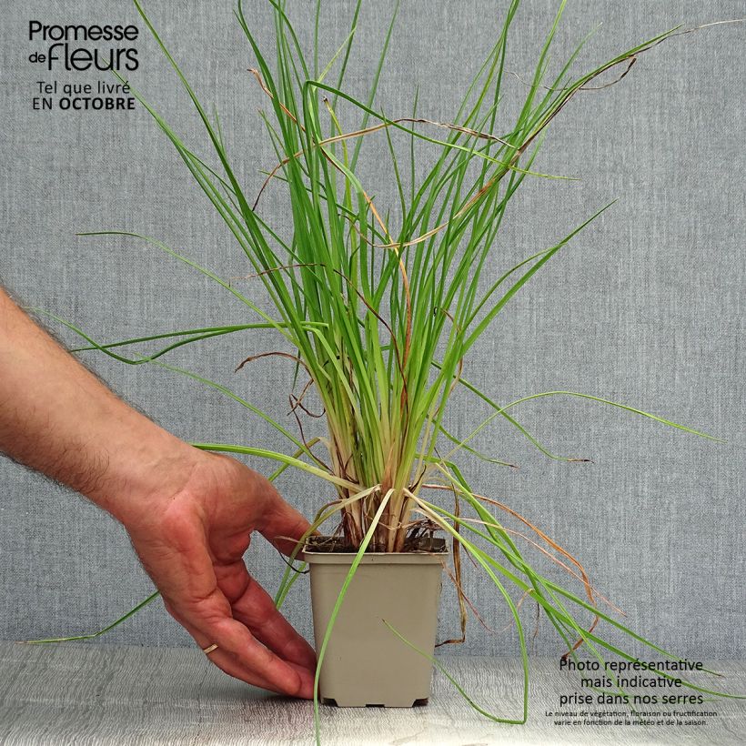 Amostra de Kniphofia Little Maid Vaso de 8/9 cm tal como entregue no outono