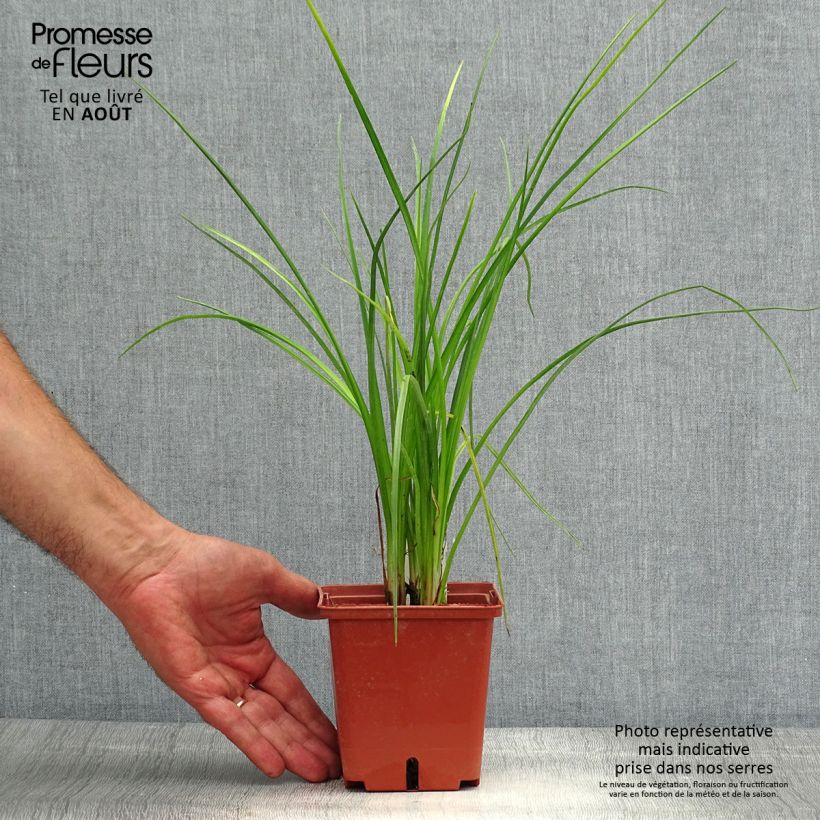 Amostra de Kniphofia Mango Popsicle Vaso de 1 L/1,5 L tal como entregue no verão