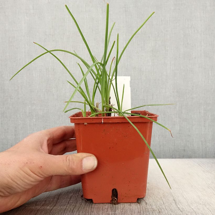 Amostra de Kniphofia Mango Popsicle Vaso de 1 L/1,5 L tal como entregue na primavera