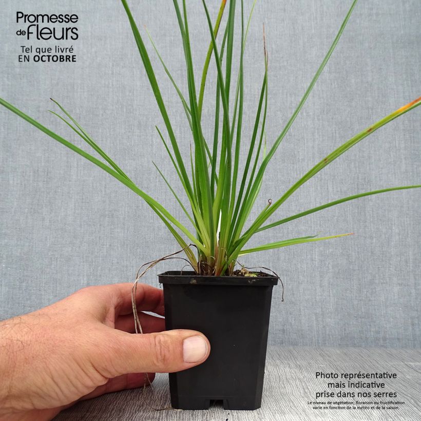 Amostra de Kniphofia Redhot Popsicle Vaso de 8/9 cm tal como entregue no outono