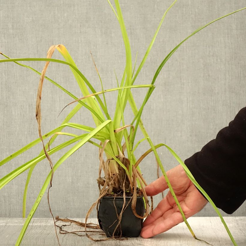 Amostra de Kniphofia rooperi Vaso de 8/9 cm tal como entregue no outono
