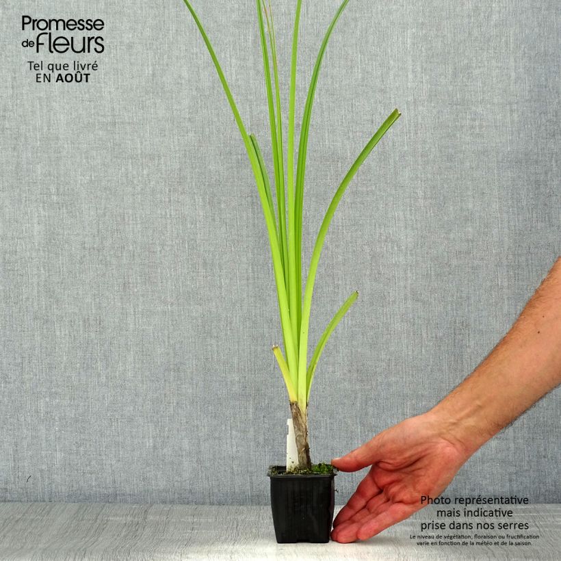 Amostra de Kniphofia rooperi Vaso de 8/9 cm tal como entregue no verão