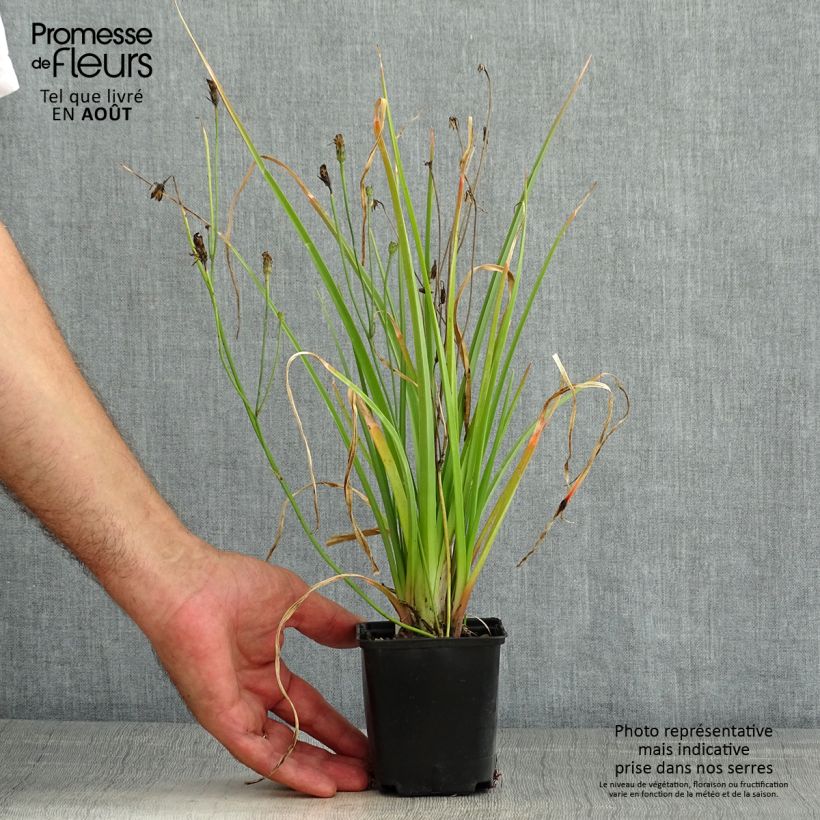 Amostra de Kniphofia Traffic Lights Vaso de 8/9 cm tal como entregue no verão