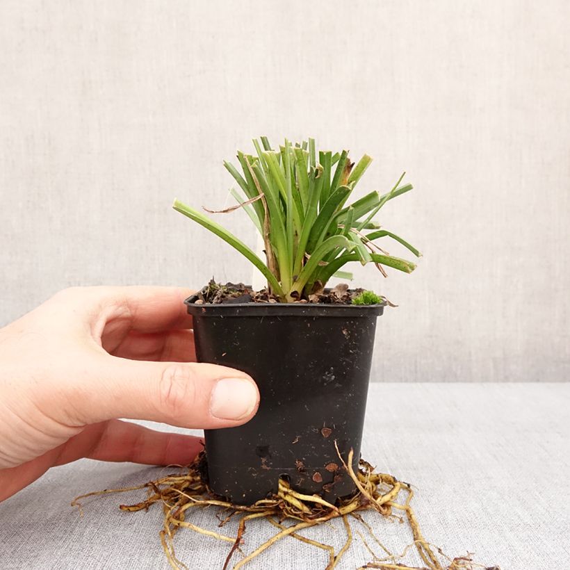 Amostra de Kniphofia Traffic Lights - Tritoma Godet de 8/9 cm tal como entregue no inverno