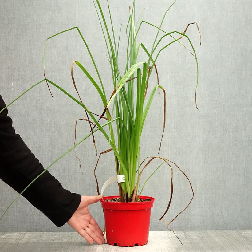 Amostra de Kniphofia uvaria Nobilis Vaso de 3 L/4 L tal como entregue no outono