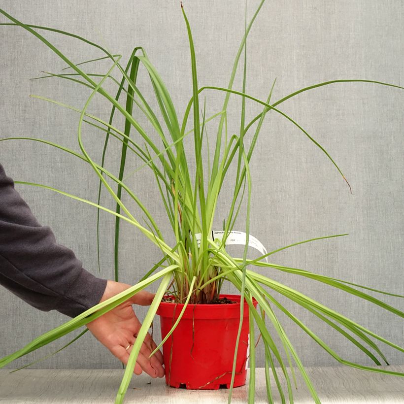 Amostra de Kniphofia uvaria Nobilis Vaso de 3 L/4 L tal como entregue no verão
