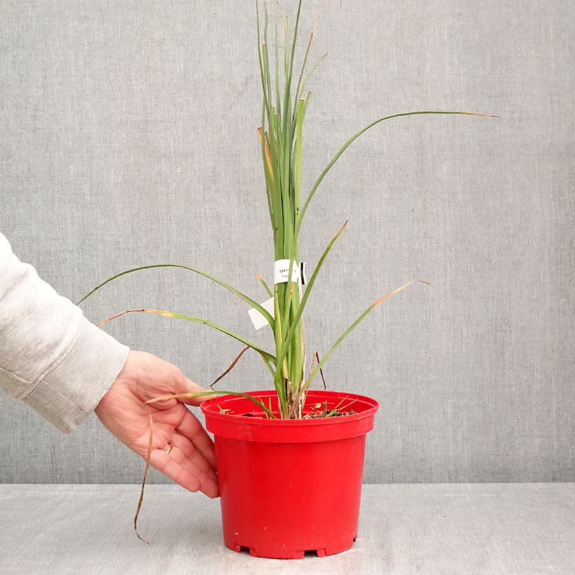 Amostra de Kniphofia uvaria Nobilis Vaso de 3 L/4 L tal como entregue na primavera