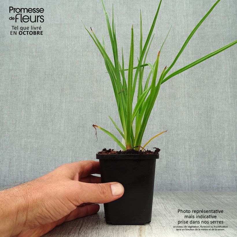 Amostra de Kniphofia uvaria Vaso de 8/9 cm tal como entregue no outono