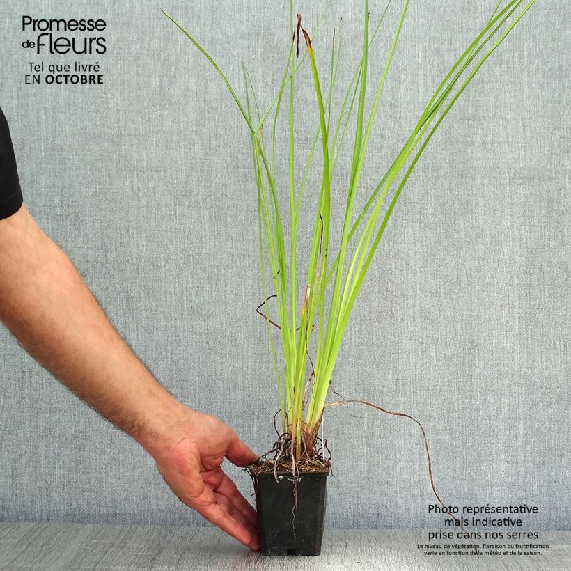Amostra de Kniphofia Wrexham Buttercup Vaso de 8/9 cm tal como entregue no outono