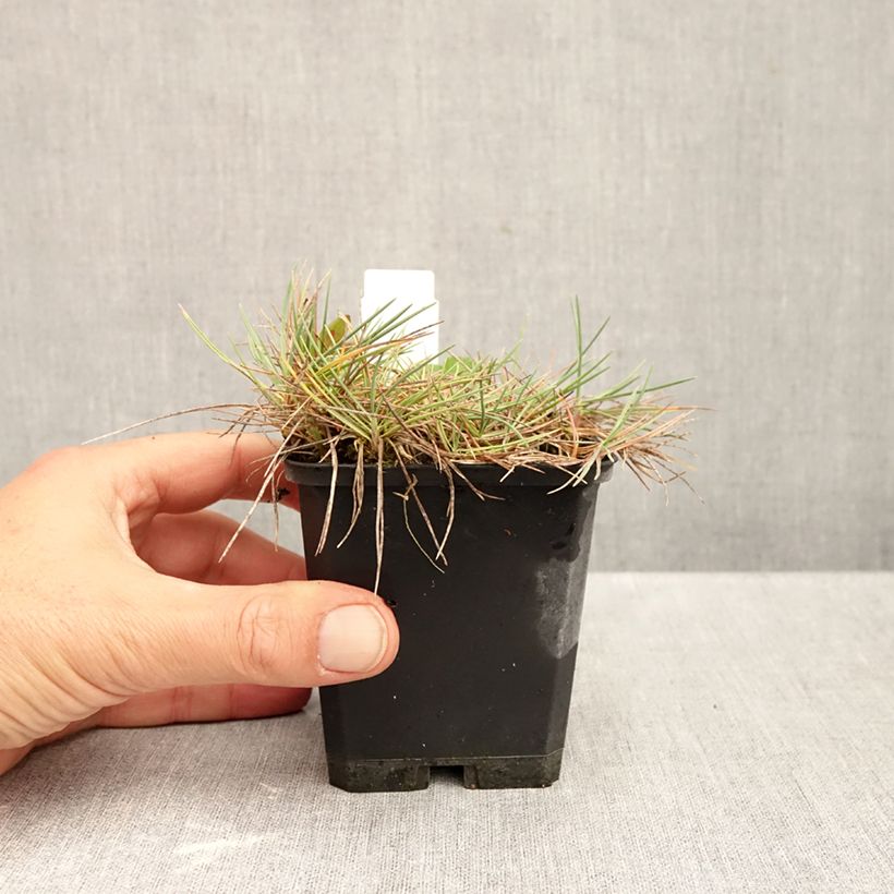 Amostra de Koeleria glauca Vaso de 8/9 cm tal como entregue no outono