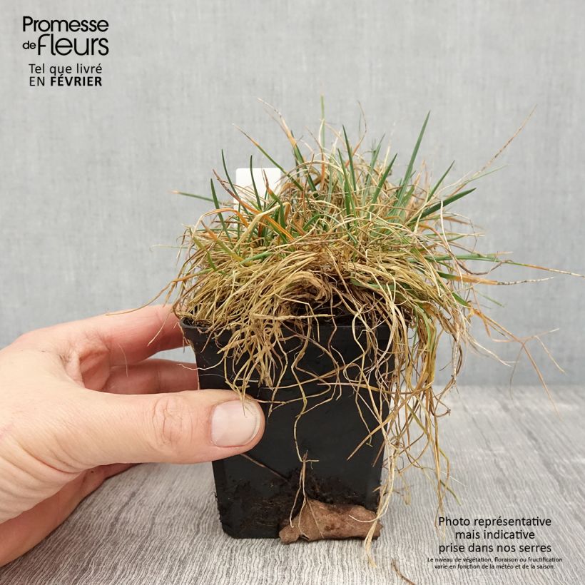 Amostra de Koeleria glauca - Koélérie bleue Godet de 8/9 cm tal como entregue no inverno