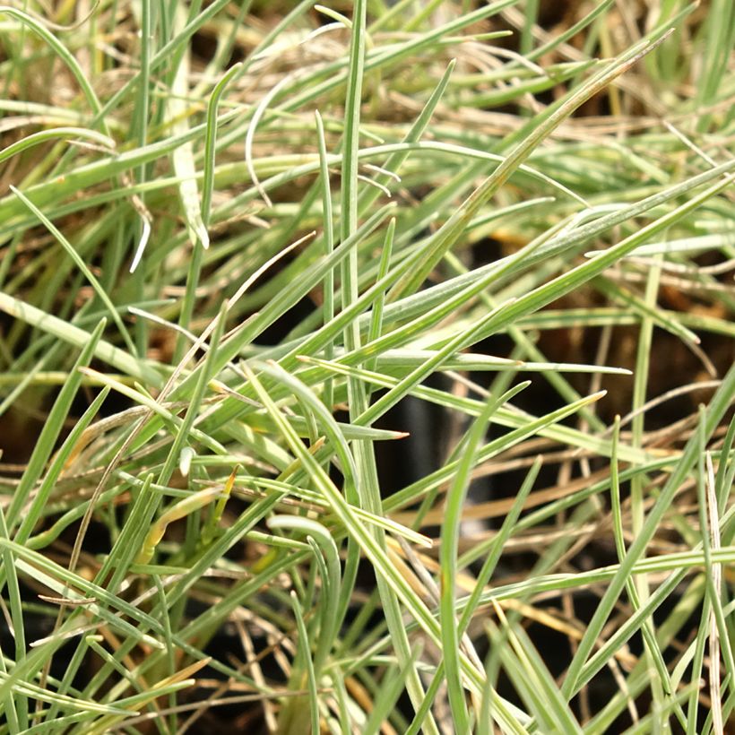 Koeleria glauca (Folhagem)