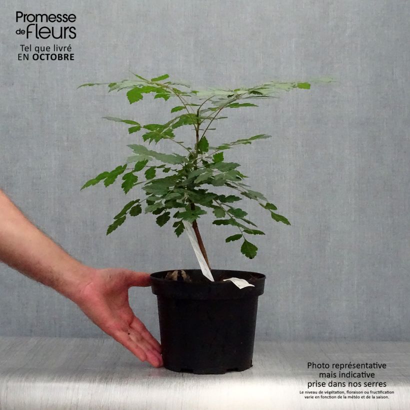 Amostra de Koelreuteria paniculata Vaso de 3 L/4 L tal como entregue no outono
