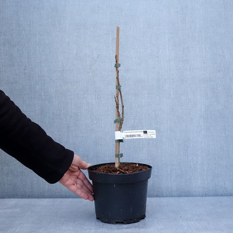 Amostra de Koelreuteria paniculata - Savonnier de Chine Vaso de 3 L/4 L tal como entregue no inverno