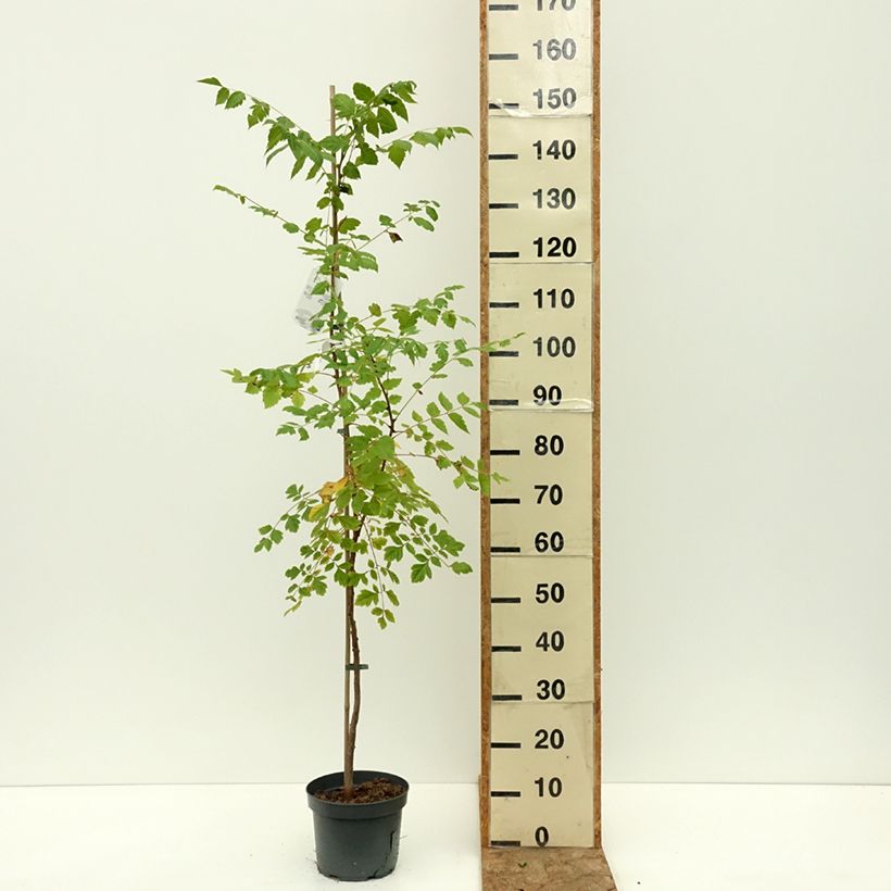 Amostra de Koelreuteria paniculata Vaso de 7,5 L/10 L tal como entregue no verão