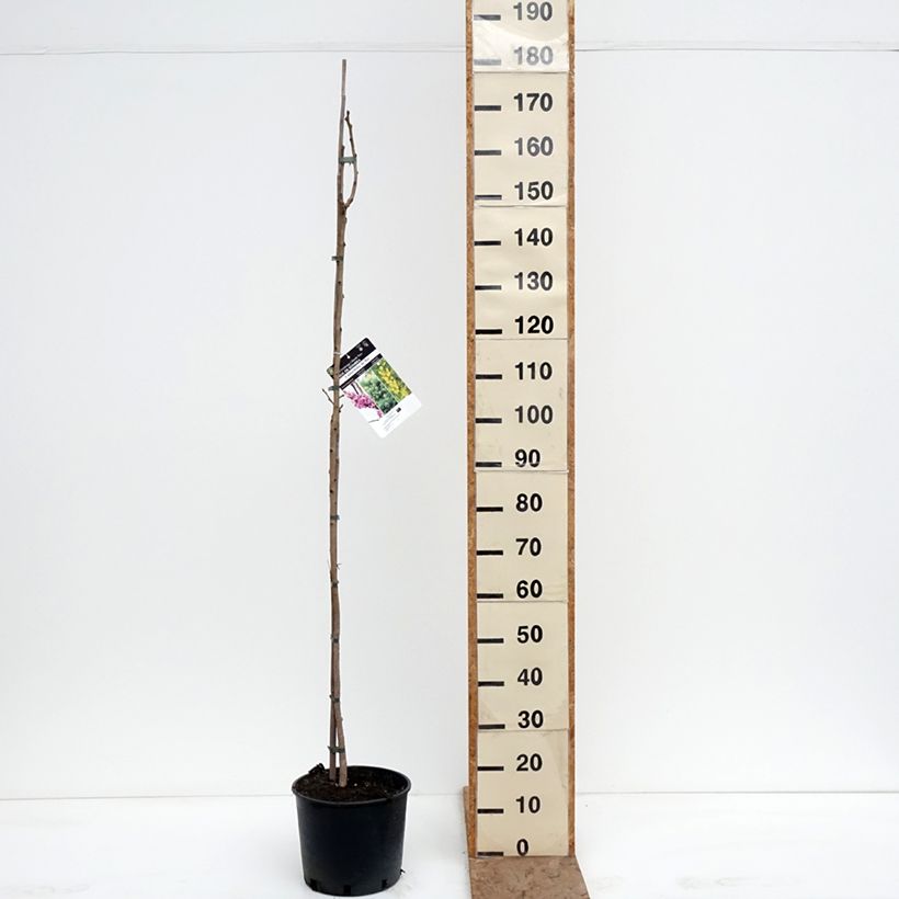 Amostra de Koelreuteria paniculata Vaso de 7,5 L/10 L tal como entregue no inverno