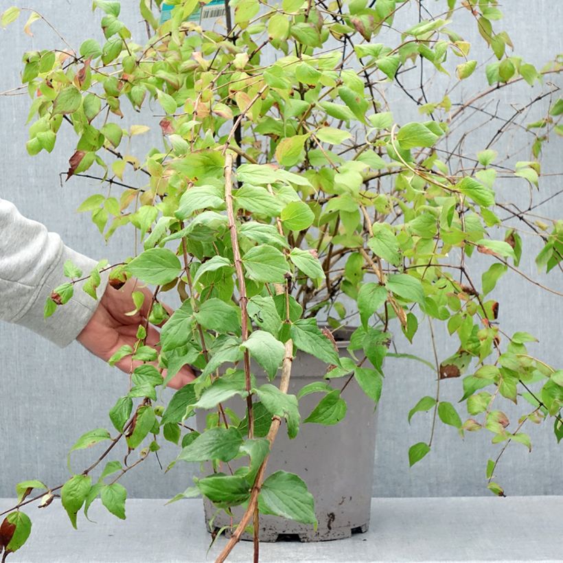 Amostra de Kolkwitzia amabilis Pink Cloud Vaso de 6 L/7 L tal como entregue no verão