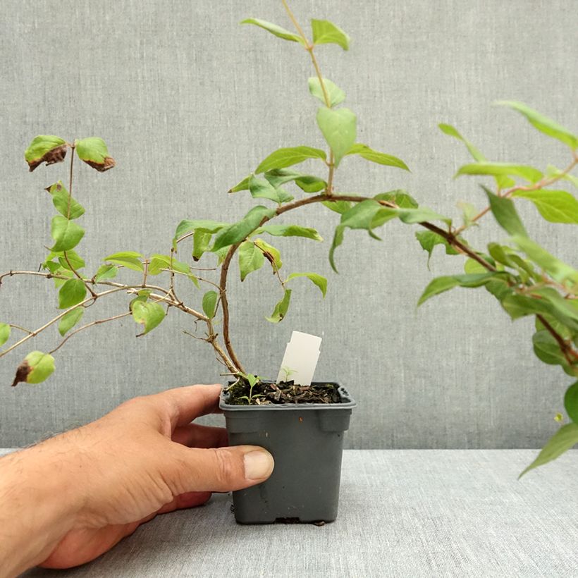 Amostra de Kolkwitzia amabilis Pink Cloud Vaso de 8/9 cm tal como entregue no verão