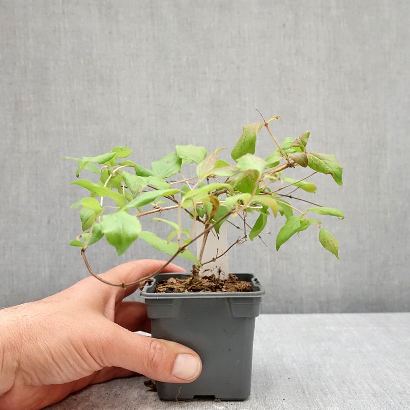 Amostra de Kolkwitzia amabilis Pink Cloud Vaso de 8/9 cm tal como entregue na primavera