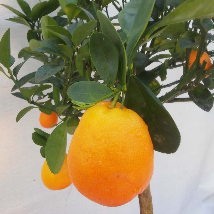 Kumquat Fukushu / Jiangsu (Colheita)