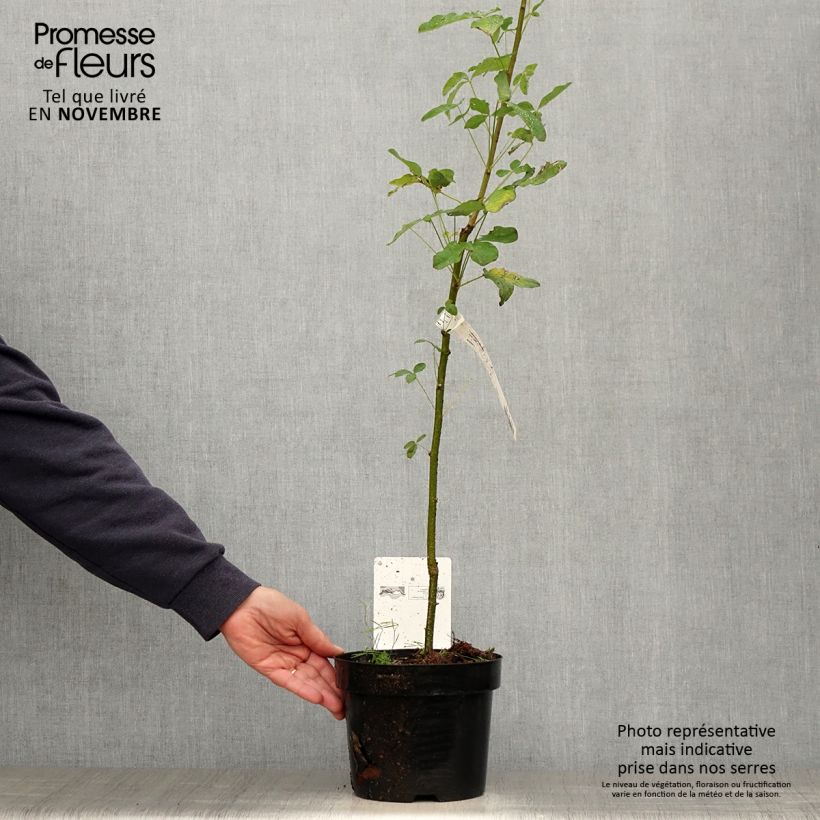 Amostra de Laburnum anagyroides Vaso de 2 L/3 L tal como entregue no outono