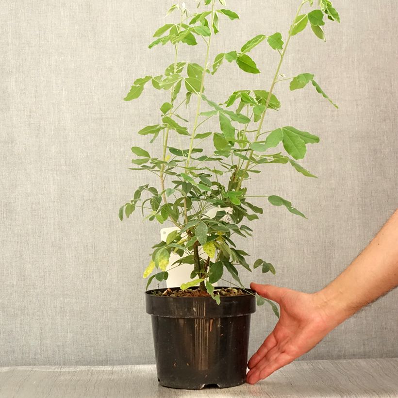 Amostra de Laburnum anagyroides Vaso de 2 L/3 L tal como entregue no verão
