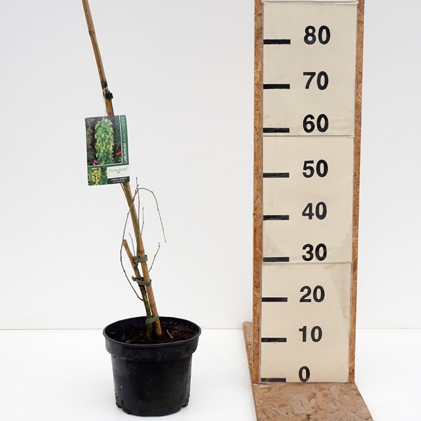 Amostra de Laburnum anagyroides Yellow Rocket Vaso de 4 L/5 L tal como entregue no inverno