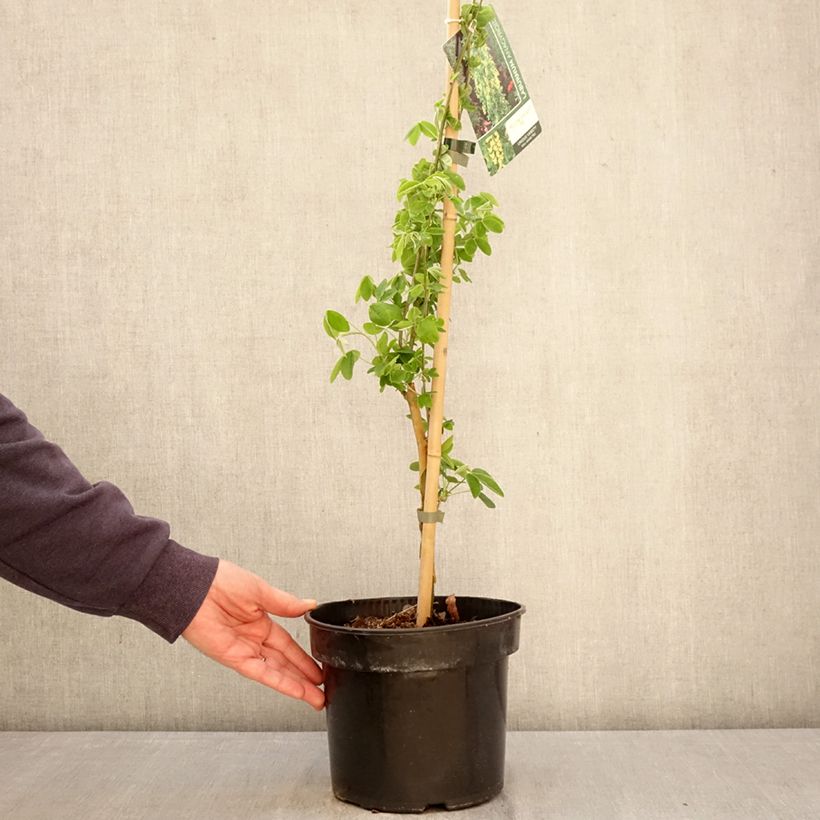 Amostra de Laburnum anagyroides Yellow Rocket Vaso de 4 L/5 L tal como entregue na primavera